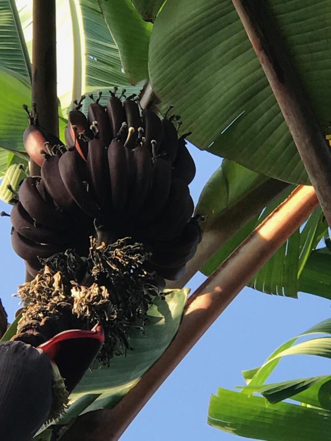 Green Queendom Farm And Lodging Oracabessa المظهر الخارجي الصورة
